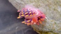 Rare rainbow sea slug found in Cornwall rock pool