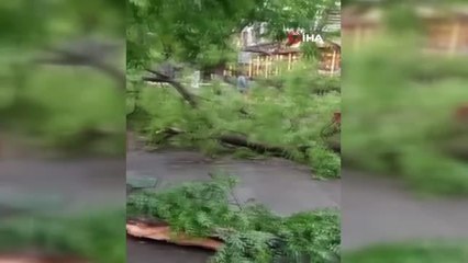 Başkentte fırtına ağaçları devirdi, yol kapandı