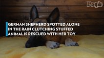 German Shepherd Spotted Alone in the Rain Clutching Stuffed Animal Is Rescued with Her Toy