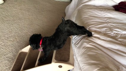 Puppy's Morning Yoga Routine