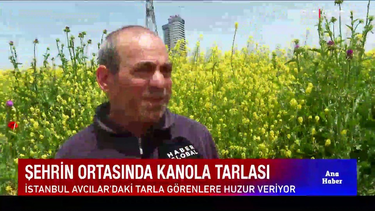 Şehrin ortasında kanola tarlası... Görenler şaşkınlığını gizleyemiyor