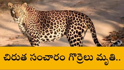 ఆదోనిలో చిరుత సంచారం కలకలం