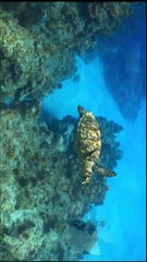 Largest Animal on Earth 🐋