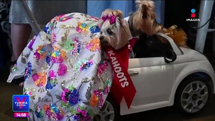 Perritos desfilan con sus mejores outfits en Estados Unidos
