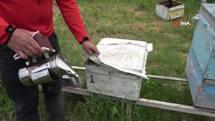 Akademik arılar, üretime başladı