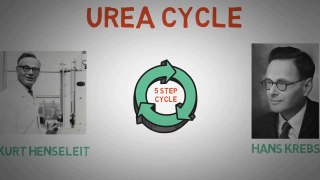 UREA CYCLE MADE EASY 2023 - METABOLISMS MADE SIMPLE