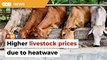 Heatwave may lead to higher beef prices, breeder warns
