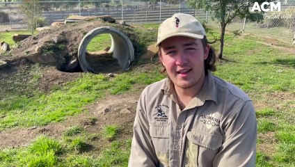 Tasmania Zoo welcomes two new additions