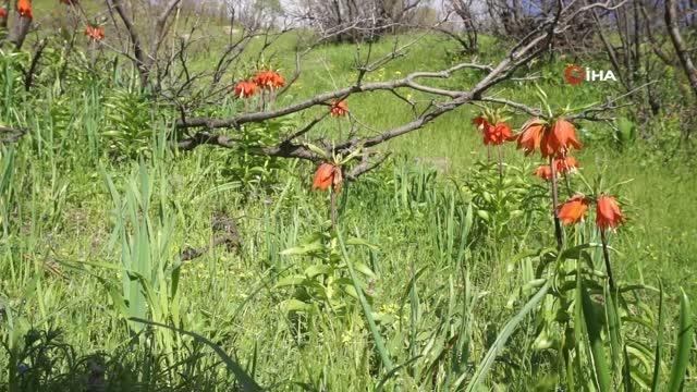 Şırnak'ta ters laleler son demlerini yaşıyor