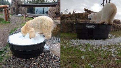 Bear Necessities: Nora and Amelia play in an ice bath at Oregon Zoo!