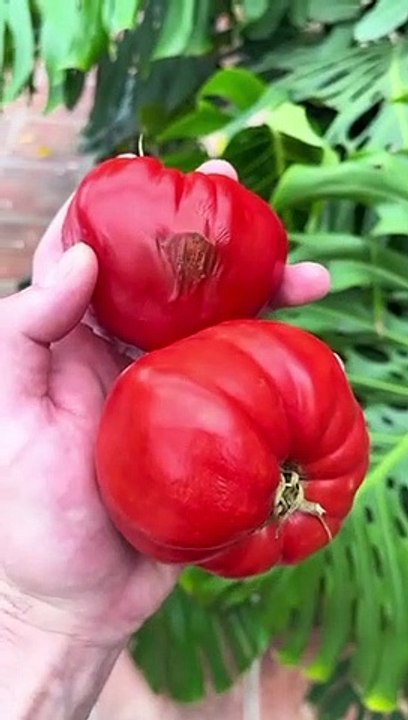 insects in vegetables!