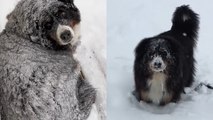 Subzero Shenanigans: Bernese Mountain Dog's Comedy Hour in Chicago Snowpocalypse!