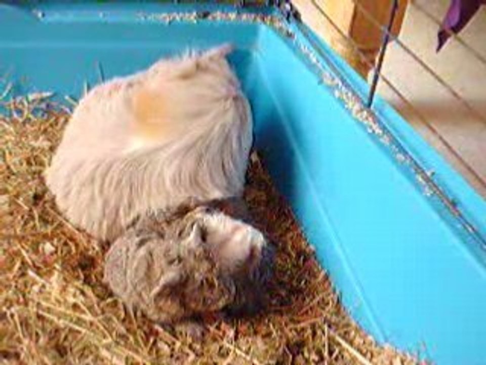 Bébés Cochons d'indes 2h apres la naissances