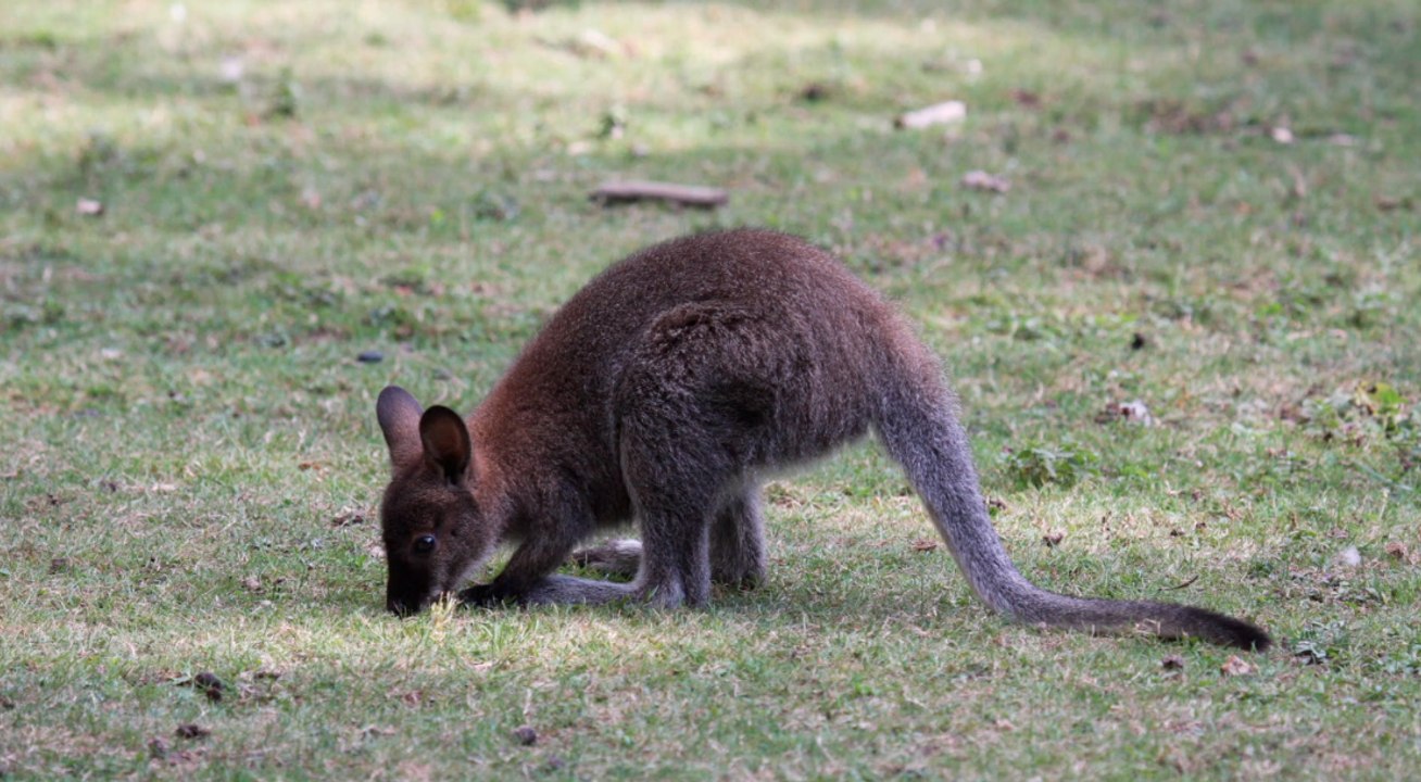 Erfurt: Entlaufendes Känguru 'Horst' ist tot