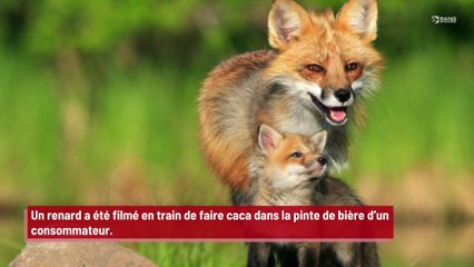 Un renard filmé en train de faire caca dans la pinte de bière d’un consommateur !