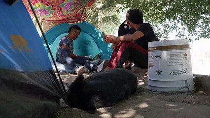 L'appli pour demander l'asile aux Etats-Unis, cauchemardesque loterie pour les migrants