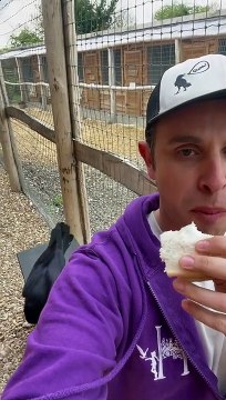 L'homme partage le déjeuner avec Loki le corbeau