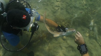 Heroic Divers Rescue Two Miniature Sharks | Wild-ish TV