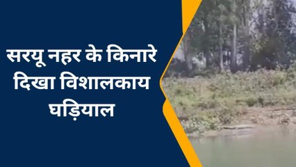 बहराइच: सरयू नहर के किनारे बैठा दिखा विशालकाय घड़ियाल, वीडियो हुआ वायरल