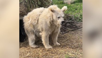 Moment sweet rescue bear emerges from nap in cave looking dishevelled