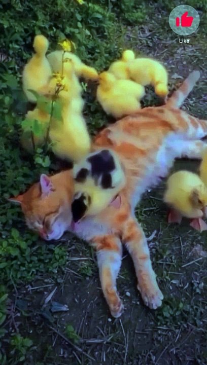 We are so  | Cat&Dog Animals #shorts #funny #funnyshorts #fun #cat #dog #jokes #animals #short