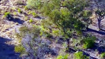 Wild Dogs Unite Against Impalas To Steal Prey