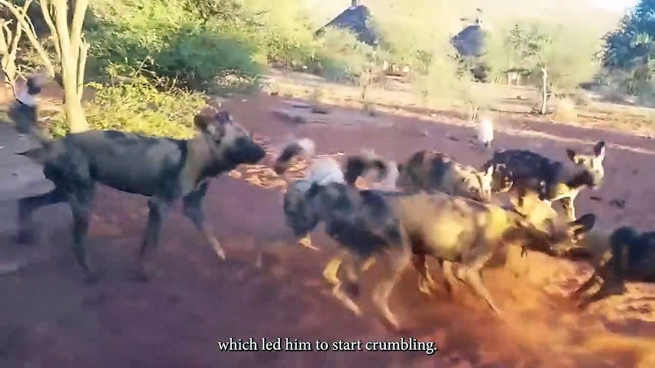 Wilddogs Tears Apart Their Preys Mercilessly