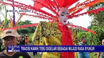 Tradisi Kawin Tebu di Cirebon, Para Petani Hias Tebu Layaknya Prosesi Pernikahan Manusia