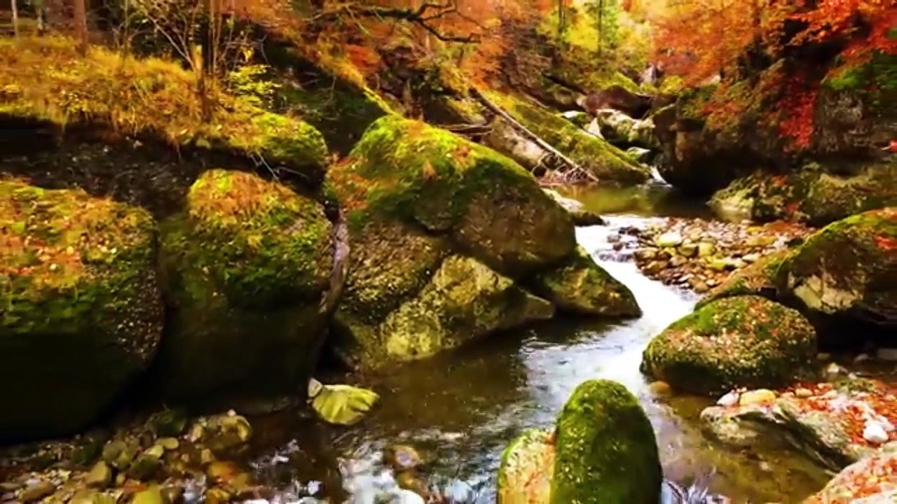 AMAZING  Beautiful   inhabit all terrestrial on the planet earth.