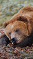 Facts About hibernating bears
