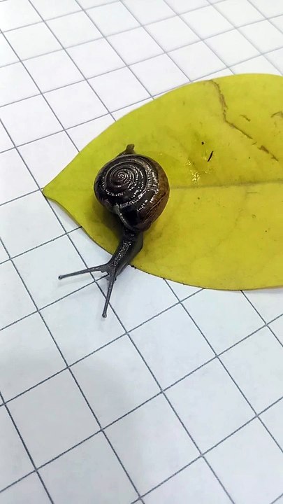Mr. Snail