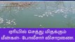 நாமக்கல்: ஏரியில் செத்து மிதக்கும் மீன்கள்-பெரும் பரபரப்பு-அதிர்ச்சி தகவல்
