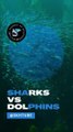 Sharks vs Dolphins: Who Would Win in a Battle of the Oceans?