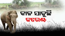 Elephant electrocution at Andhra-Odisha border is totally man-made - OTV report