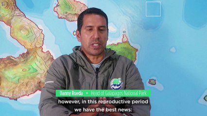 ‘New hope’: Tiny Galápagos island birds make promising comeback 