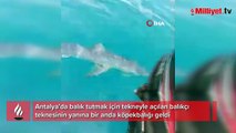Antalya'da köpekbalığının tacizine uğrayan balıkçı: Avımızı yarıda bıraktık