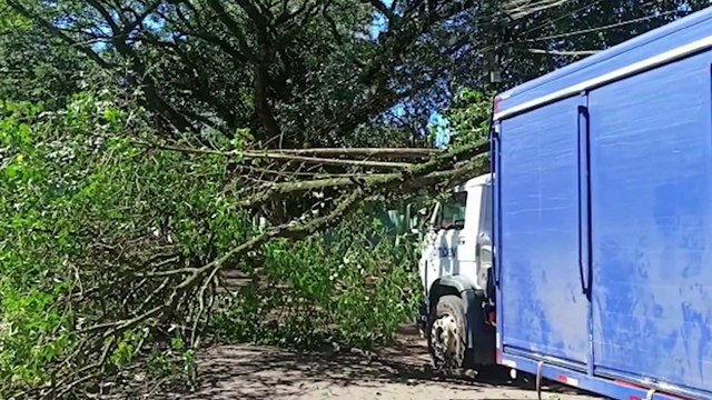 Queda de árvore deixa Rua Pedro Ivo parcialmente interditada