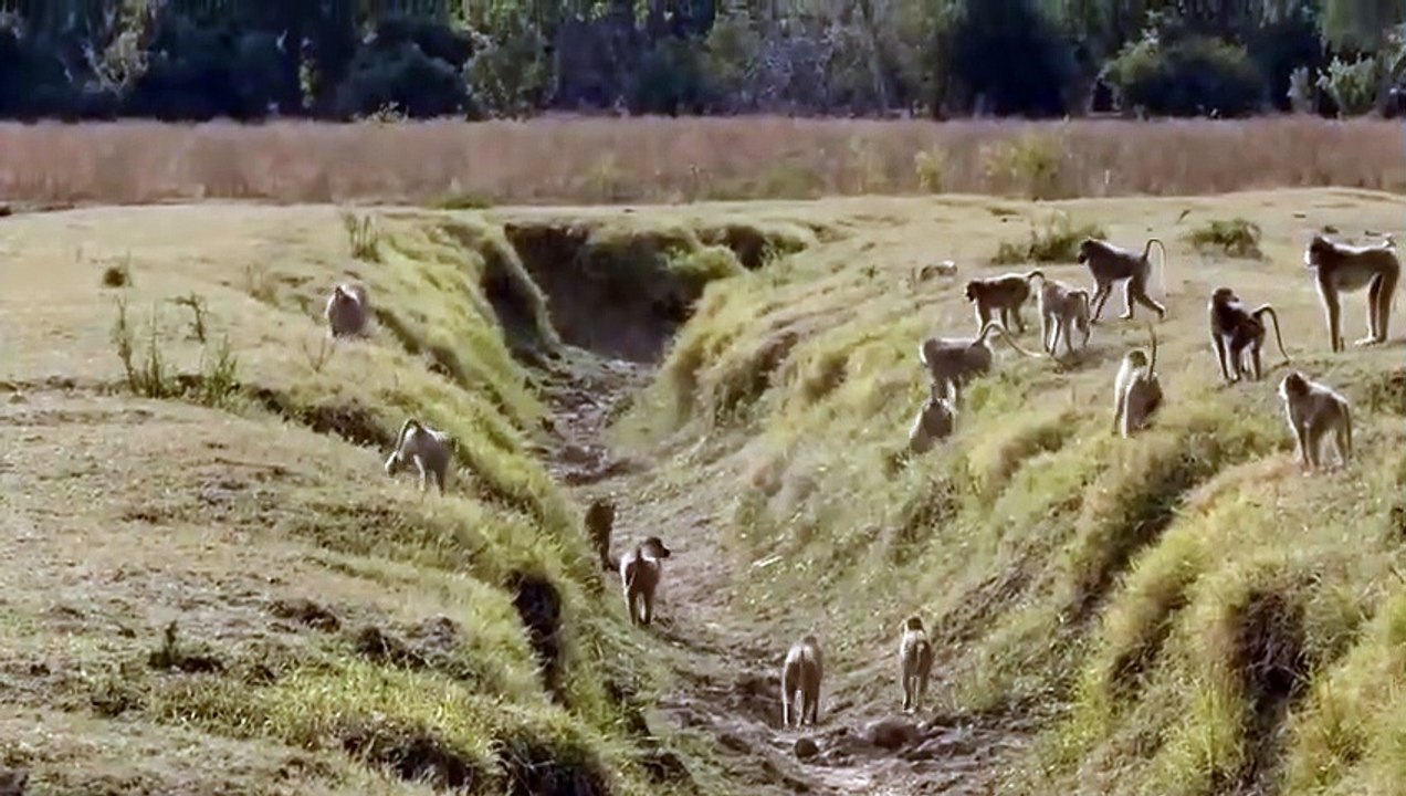 Baboons Show Strength! Leopard Accidentally Tou...