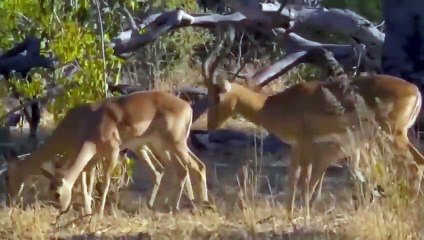 Baby Leopards Are Helpless When They See Mother Leopard Loving Baby Monkey.