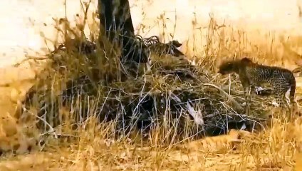 Brave Giraffe! Giraffe With Her Motherly Instincts Beat The Lion To Save Her Son.