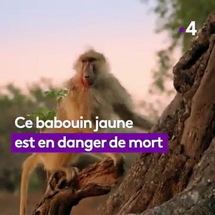 BABOUIN VS LEOPARD