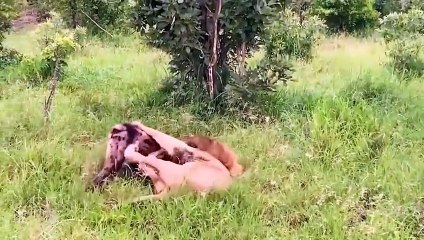 Brave! Buffalo Like God Rush To Attack Lion To Save The Zebra.