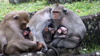Emotion! Buffalo Mother Sacrifices Her Body To Brutal Wild Dogs Just Wishing Buffalo Cub Could Live