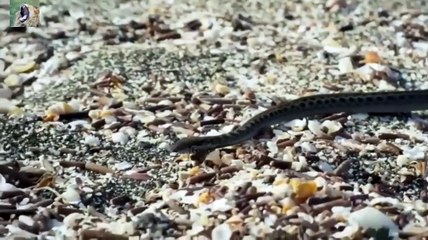 iguane vs serpents une scène digne des plus grands films d action