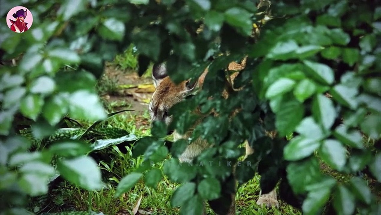 8 Erstaunliche Puma  & Berglöwenjagden