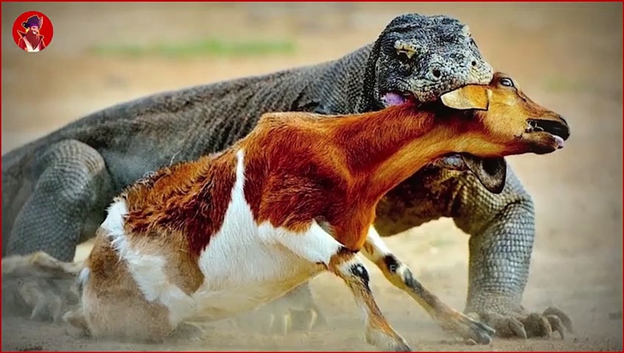 11 Mal Ging Der Komodo Zum Angriff Über