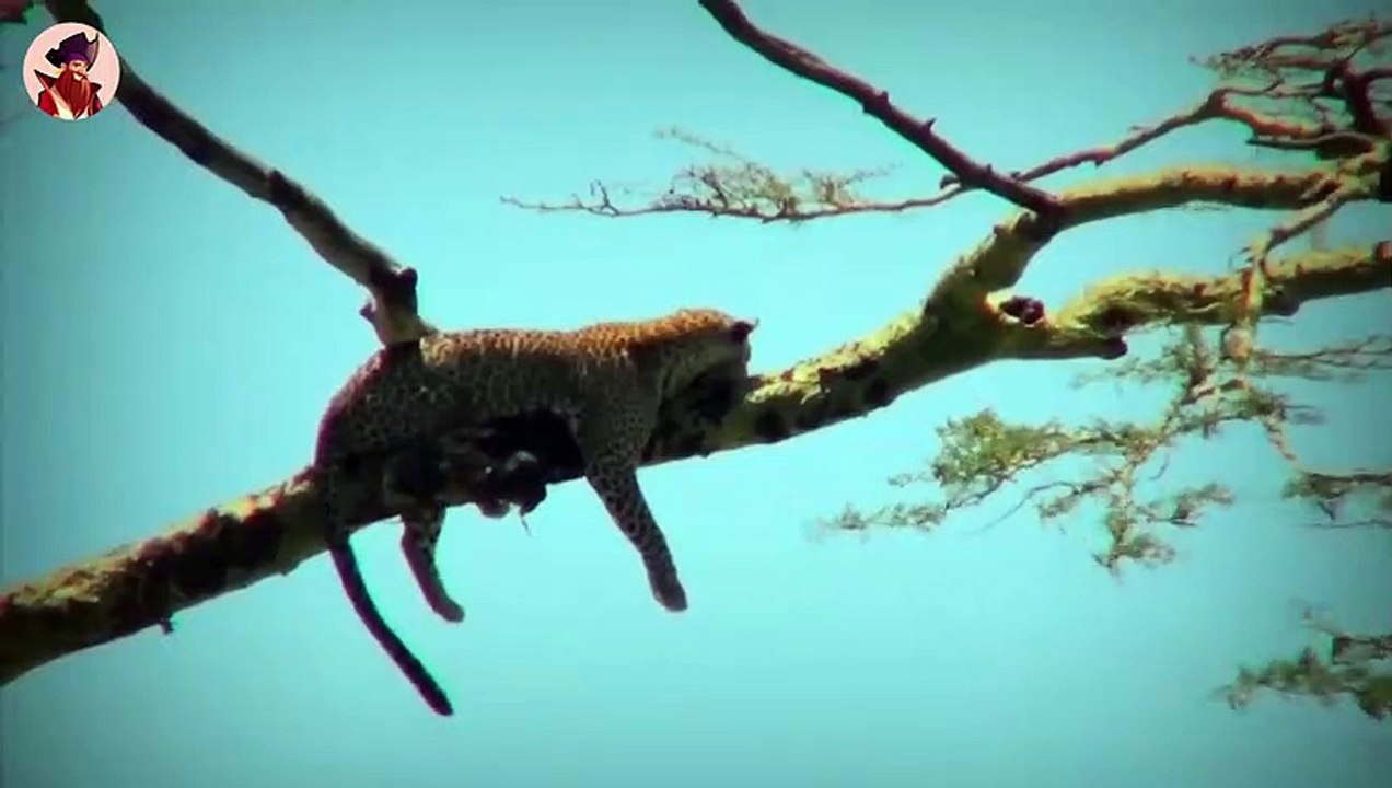 12 Mal Haben Sich Hyänen Mit Den Falschen Tieren Angelegt