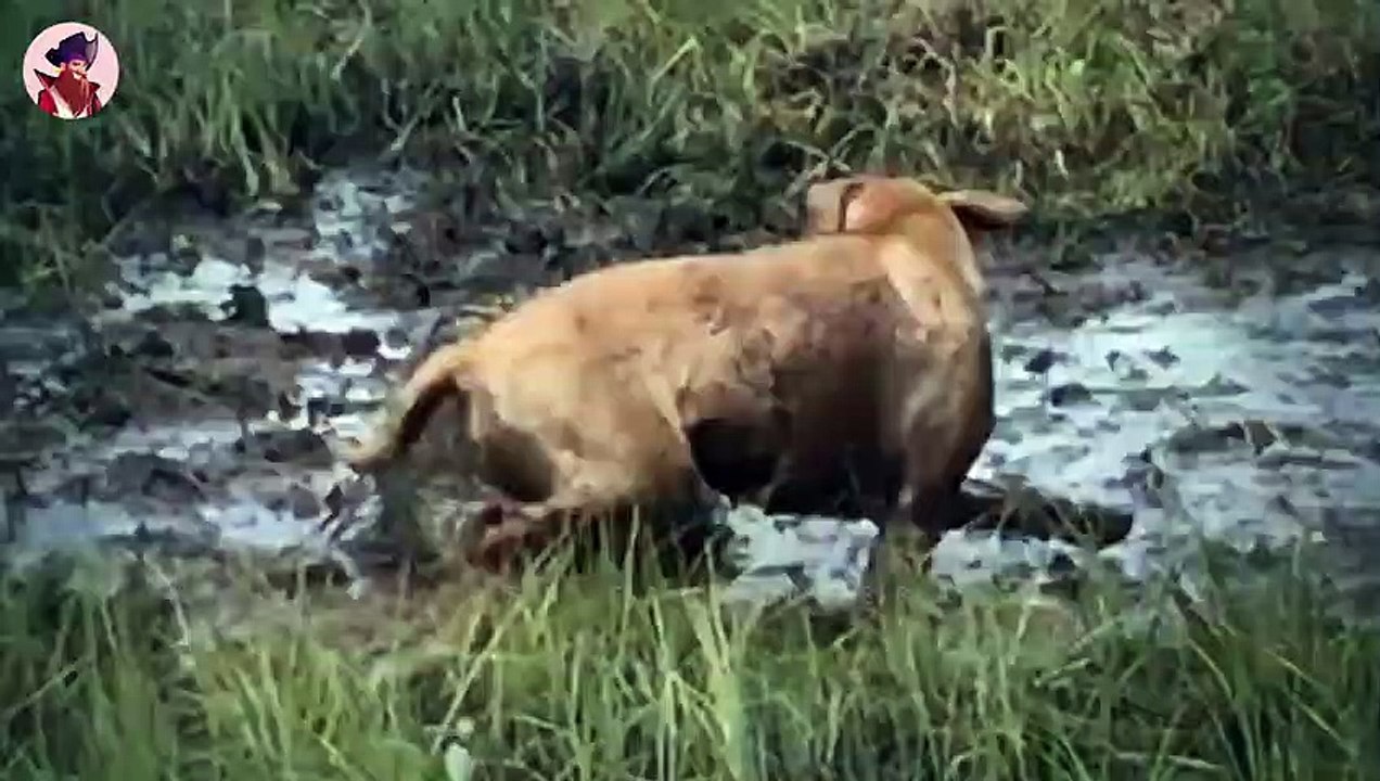 13 Tiere, die ihre Beute ausgraben und fressen