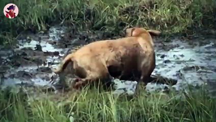 13 Tiere, die ihre Beute ausgraben und fressen