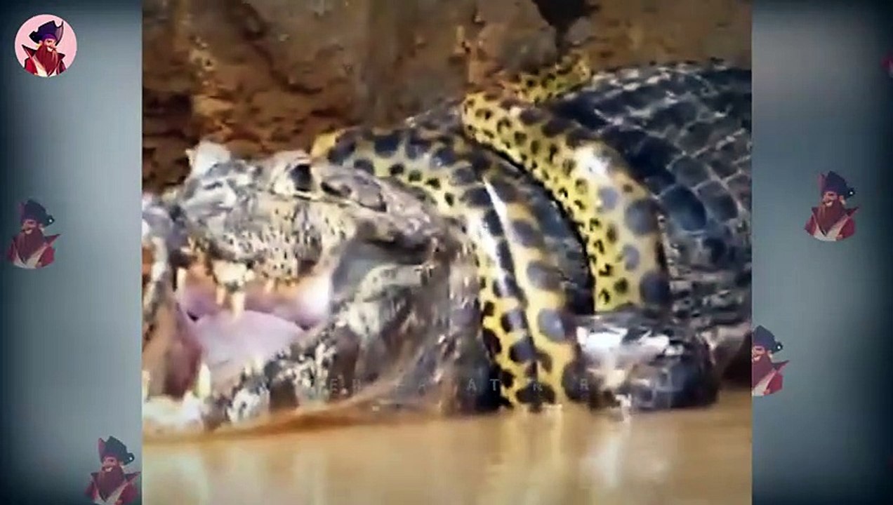 15 epische Jagdmomente von riesigen und gnadenlosen Krokodilen